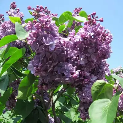 Сирень ВИОЛЕТТА в Гомеле