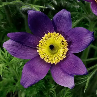 Прострел ПИНВИЛ БЛЮ ШЕЙДЕС в Гомеле