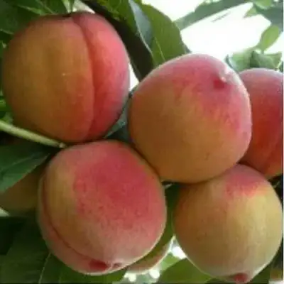 Персик ТУРИСТ в Гомеле