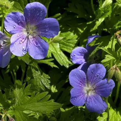 Герань БРУКСАЙД гибридная в Гомеле