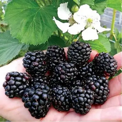 Ежевика РУБЕН ремонтантная  в Гомеле