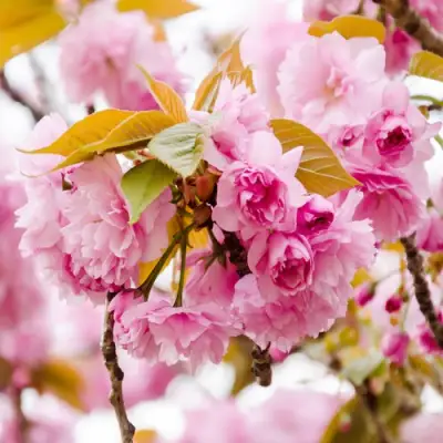 Сакура КАНЗАН в Гомеле