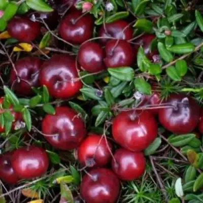 Клюква БЕН ЛИР в Гомеле