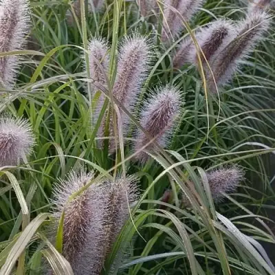 Пеннисетум БЛЭК БЬЮТИ в Гомеле