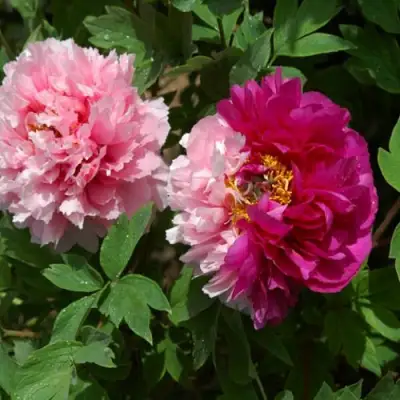 Пион ДВЕ СЕСТРЫ древовидный в Гомеле