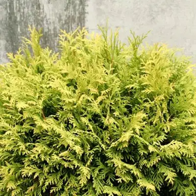 Туя ГОЛДЕН ГЛОБ западная в Гомеле