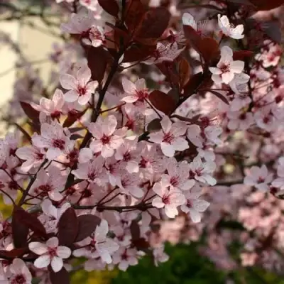 Слива НИГРА растопыреная в Гомеле