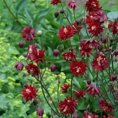 Аквилегия РУБИ ПОРТ обыкновенная в Гомеле