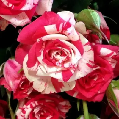 Роза ФАЙЕР ВОРКС миниатюрная в Гомеле