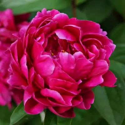 Пион ЛУИ ВАН-ГУТТ травянистый в Гомеле