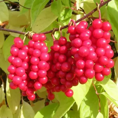 Лимонник ПЕРВЕНЕЦ китайский в Гомеле