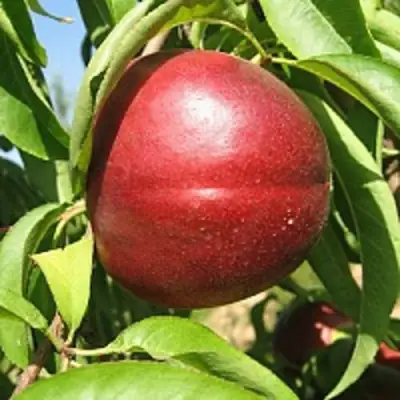 Нектарин ФАНТАЗИЯ в Гомеле