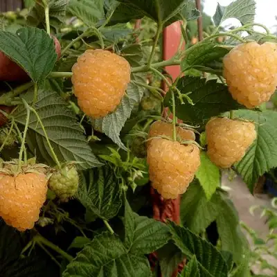 Малина ЗЮГАНА ЗОЛОТАЯ в Гомеле