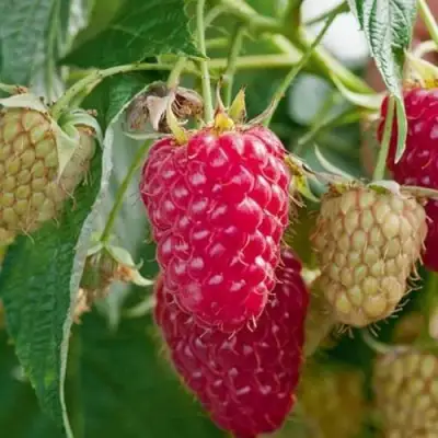 Малина МАРАСТАР в Гомеле