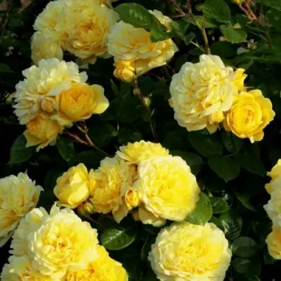 Роза АНИ ДЮПРЕЙ флорибунда в Гомеле