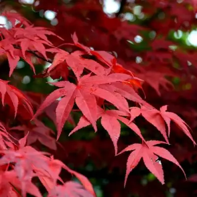 Клен гиннала  в Гомеле