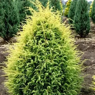 Можжевельник ГОЛД КОН обыкновенный в Гомеле
