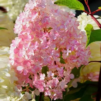 Гортензия ДИАМАНТИНО метельчатая в Гомеле