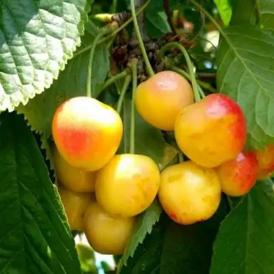 Черешня ЯНТАРНАЯ в Гомеле