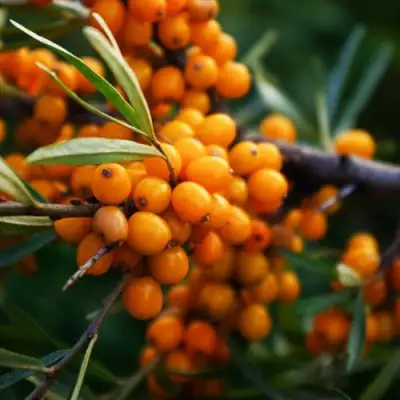 Облепиха МОСКОВСКАЯ ПРОЗРАЧНАЯ в Гомеле