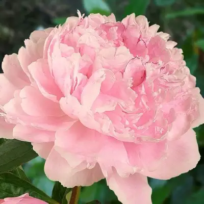 Пион САРА БЕРНАРД травянистый в Гомеле