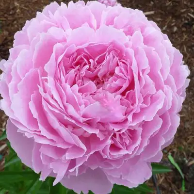 Пион ДЖАКОРМА травянистый в Гомеле