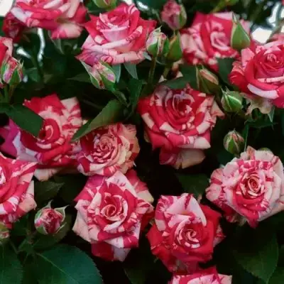 Роза ФАЙЕР ВОРКС миниатюрная в Гомеле