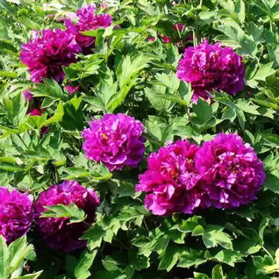 Пион ОРНАМЕНТ древовидный в Гомеле