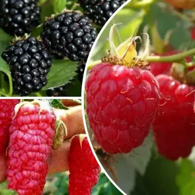 Комплект ЯГОДНЫЙ МИКС в Гомеле