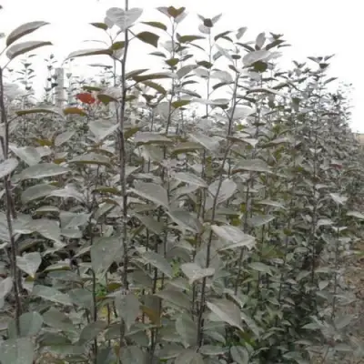 Подвой яблони 54-118 в Гомеле