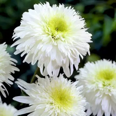 Нивяник ФИОНА ГОГХИЛЛ великолепный в Гомеле