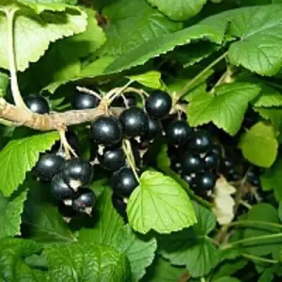 Смородина чёрная ВЕЛОЙ (ЛЕНИНГРАДСКАЯ СЛАДКАЯ) в Гомеле