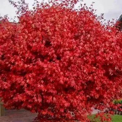 Клен гиннала  в Гомеле