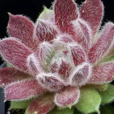 Молодило ТАРАНТУЛА в Гомеле