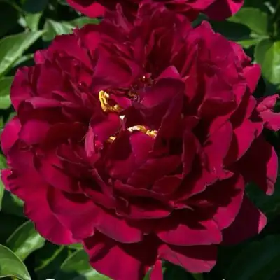 Пион ОЛД ФЕЙТФУЛ травянистый в Гомеле