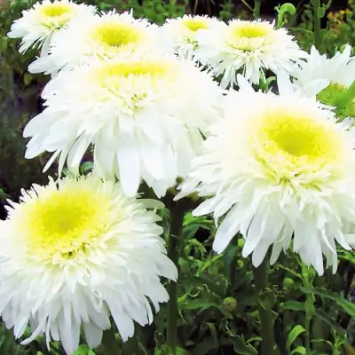 Нивяник ФИОНА ГОГХИЛЛ великолепный в Гомеле