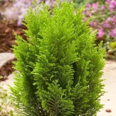 Кипарисовик ЭЛВУДИ ГОЛД лавсона в Гомеле