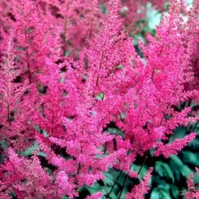 Астильба ЭЛИЗАБЕТ ВАН ВИН японская в Гомеле