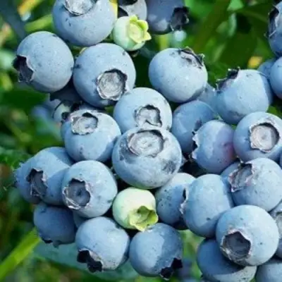 Голубика ПУРУ в Гомеле