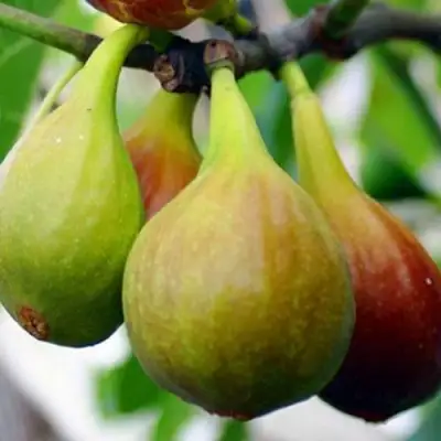 Инжир ДАЛМАТСКИЙ в Гомеле