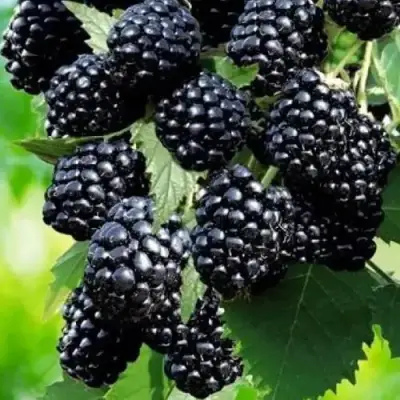 Ежевика АПАЧИ бесшипная  в Гомеле