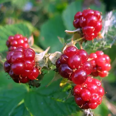 Княженика АСТРА в Гомеле