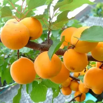 Абрикос ОРИГИНАЛ в Гомеле