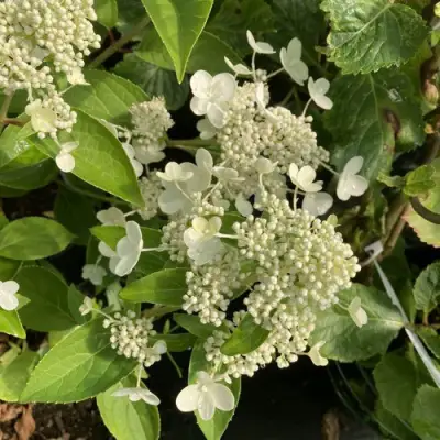 Гортензия ПРИМ ВАЙТ метельчатая в Гомеле