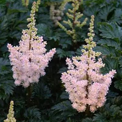 Астильба ЛИЛИПУТ курчавая в Гомеле