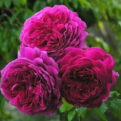 Роза КЕЙТ английская в Гомеле