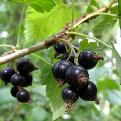 Смородина чёрная ШАРОВИДНАЯ в Гомеле