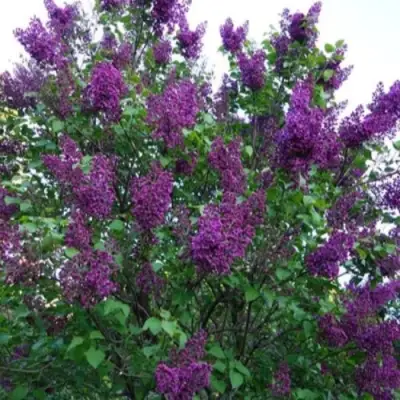 Сирень СУМЕРКИ в Гомеле