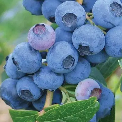 Голубика ЭРЛИБЛЮ в Гомеле