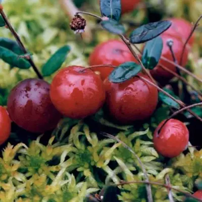 Клюква МАК ФАРЛИН в Гомеле